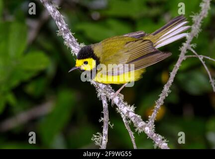 Kapuzenwaldsänger (Setophaga citrina) während der Frühjahrsmigration im südlichen Texas, Galveston, TX, USA. Stockfoto