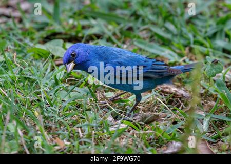 Indigo-Ammer (Passerina cyanea), die sich während der Migration im Süden von Texas, Galveston, TX, USA, am Boden ernährt. Stockfoto