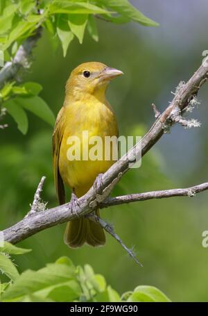 Sommertanager (Piranga rubra) Weibchen, die in einem Baum verbarcht, Galveston, Texas, USA. Stockfoto