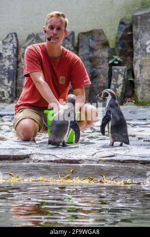 PRAG, TSCHECHISCHE REPUBLIK, 24. JULI 2015: zookeeper im prager Zoo füttert Pinguine und hält den Besuchern des Zoos einen Vortrag Stockfoto