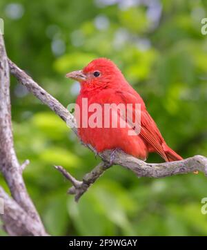 Sommertanager (Piranga rubra), Männchen, der in einem Baum steht, Galveston, Texas, USA. Stockfoto