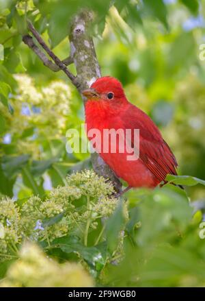 Sommertanager (Piranga rubra), Männchen, der in einem Baum steht, Galveston, Texas, USA. Stockfoto