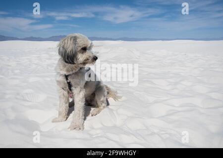 Ein süßer kleiner weißer Hund sitzt auf den Dünen am White Sands National Monument in New Mexico. Stockfoto