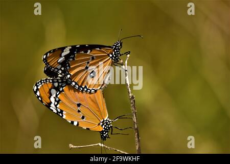 Zwei Monarch Butterfly , Saison für die Zucht von Schmetterling Stockfoto