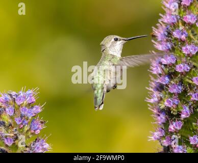 Annas Kolibri-Weibchen füttert sich mit Stolz auf Madeira-Nektar. Palo Alto Baylands, Santa Clara County, Kalifornien, USA. Stockfoto