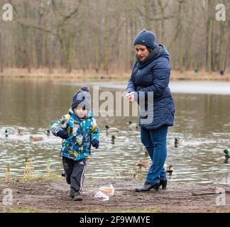 POZNAN, POLEN - 18. Feb 2018: An einem kalten Wintertag mit Enten in einem Wald an einem Teich herumlaufen Stockfoto