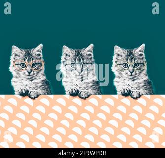 Collage zeitgenössischer Kunst. Katze in modischer Vintage Sonnenbrille. Minimaler Spaß an Kunst Stockfoto