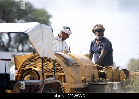 Alte Bauern stehen auf einem Traktor in traditioneller indischer Kleidung turbans und Puttig Korn in einen Traktor zu trennen Schale Aus Weizen nach der Ernte Stockfoto