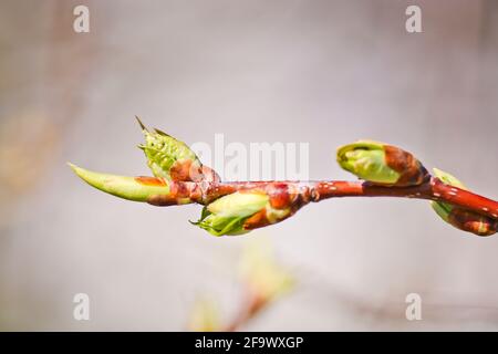 Junge Knospen und Blätter blühen. Die ersten Blätter auf dem Apfelbaum. Verschwommener Frühlingshintergrund. Selektiver Fokus. Stockfoto
