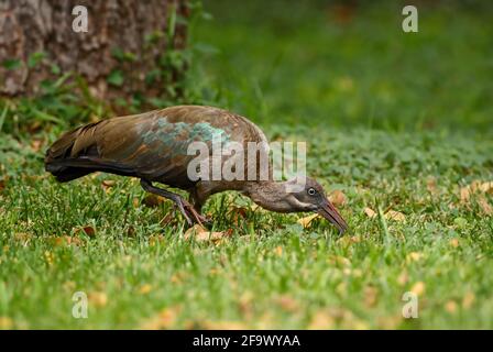 Hadada Ibis - Bostrychia hagedash, schöner großer Ibis aus afrikanischen Savannen, Büschen und Seen, Lake Ziway, Äthiopien. Stockfoto