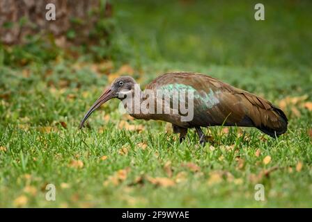 Hadada Ibis - Bostrychia hagedash, schöner großer Ibis aus afrikanischen Savannen, Büschen und Seen, Lake Ziway, Äthiopien. Stockfoto