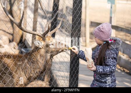 Wilde herbivore cervus dama in Gefangenschaft hinter dem Eisenzaun des Gitters, in einer Voliere, einem Käfig eines Zoos unter der Aufsicht von Menschen, gefüttert, in Stockfoto