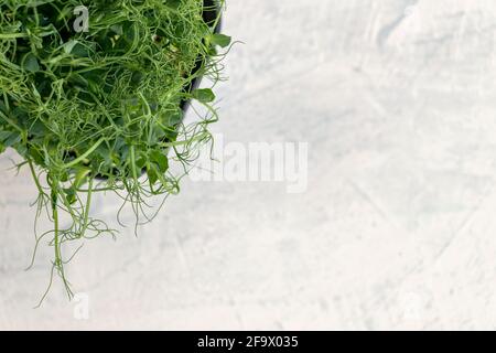 Grüner, saftiger, frischer Salat auf weißem Strukturhintergrund. Junge Triebe von Erbsen oder Bohnen in einem Behälter. Gesundes Lebensmittelkonzept. Stockfoto