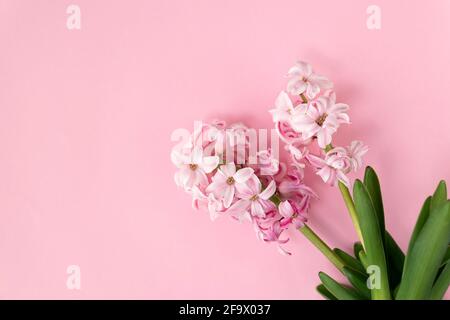 Rosa Hyazinthe-Blüten auf Pastellfarben. Konzept für den Frühling. Frühling oder Sommer Hintergrund. Stockfoto