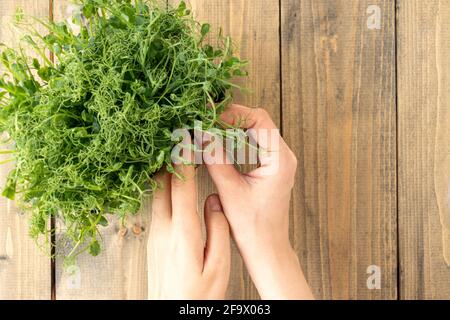 Weibliche Hände zupfen junge Sprossen aus Erbsen oder Bohnen. Grüner, saftiger, frischer Salat in einem Behälter auf einem hölzernen Hintergrund. Gesundes Lebensmittelkonzept. Stockfoto