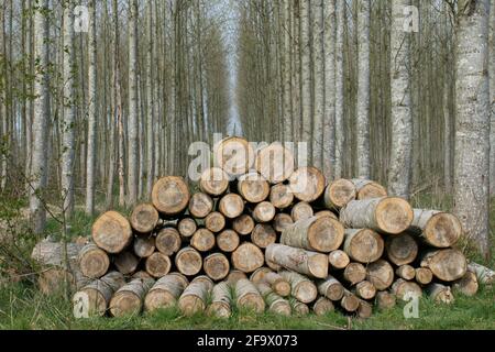 Holzstapel in der Plantage von Bäumen mit silberner Rinde. Stapel von Holzstämmen in der Landschaft von Hes. UK. Platz oben kopieren Stockfoto