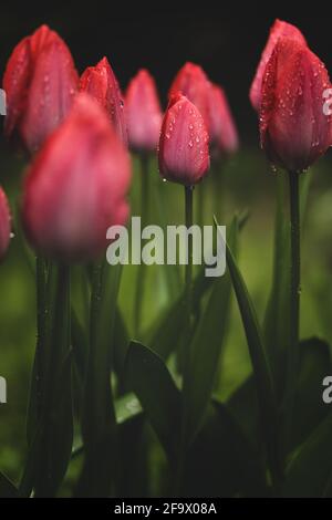 Nahaufnahme der Tulpen Blumenpflanze mit morgendlichen Wassertröpfchen Im Garten lebendige Frühjahrsblüte kopieren Raum Stockfoto