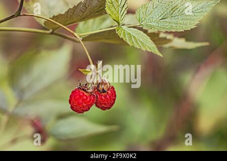 Zwei reife Himbeeren auf einem Ast vor dem Hintergrund eines verschwommenen Waldes. Stockfoto