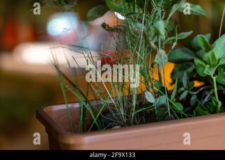 Nahaufnahme der verschiedenen grünen Pflanzen, die in den braunen wachsen Blumentopf aus Kunststoff Stockfoto
