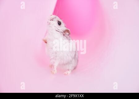 Dzungarian grauer Hamster in einer Röhre auf einem rosa Hintergrund. Hamster auf der Suche nach einem Ausweg. Hochwertige Fotos Stockfoto