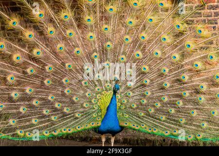 Peafowmännchen, auch Pfau (Pavo) genannt, zeigt Schwanzfedern - selektiver Fokus Stockfoto