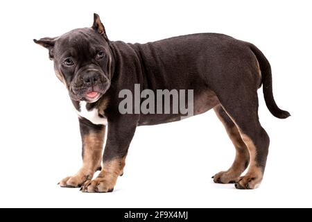 Ein Welpe der American Bully Rasse der tricolor Farbe. Eine neu geschaffene Begleithund Rasse in den Vereinigten Staaten. Isoliert auf weißem Hintergrund, c Stockfoto