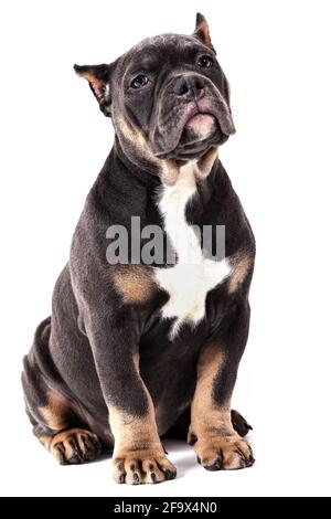 Ein Welpe der American Bully Rasse der tricolor Farbe. Eine neu geschaffene Begleithund Rasse in den Vereinigten Staaten. Isoliert auf weißem Hintergrund, c Stockfoto
