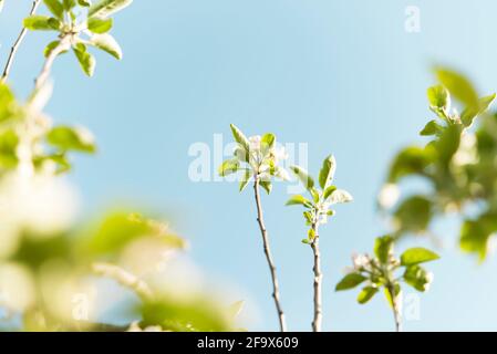 Apfelbaum in Blüte (Frühling) Stockfoto