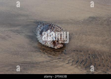 Kugelfisch oder Blasfisch am Kachare Beach, Ratnagiri, Maharashtra, Indien. Stockfoto