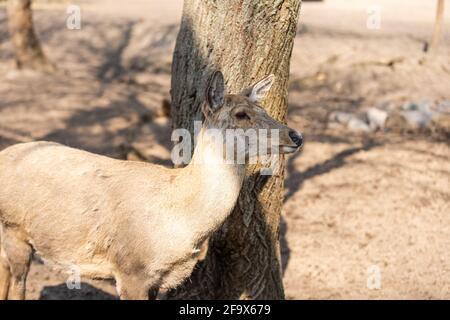 Reh-Waldland im Käfig Stockfoto