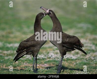 Schwarzfuß-Albatros (Diomedea nigripes) Balzdisplays Midway Island BI002149-NHPA Schwarzes Fußdisplays Stockfoto