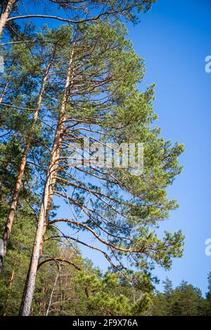 Grüne Kronbäume blicken von unten in den Himmel. Grüne Krone von Bäumen gegen den Himmel. Blick auf den Himmel durch die Bäume von unten. Sommerlandschaft Stockfoto