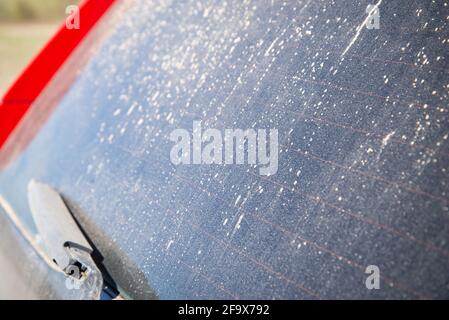 Heckscheibe mit Scheibenwischer schmutziges Auto in einer Schicht von trockenem Schmutz und Staub, Nahaufnahme zum Thema des Autos. Auto-Fotografie Stockfoto