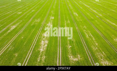 Luftaufnahme über die grünen Felder des Frühsommers und die doppelte Fahrbahn aus der Luft. Sommerlandschaft. Luftaufnahme. Stockfoto