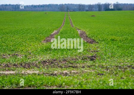 Traktorenbahnen führen durch ein Feld voller lebendiger grüner Pflanzen, die im Frühjahr auf einem Feld wachsen. Frühlingslandschaft Stockfoto