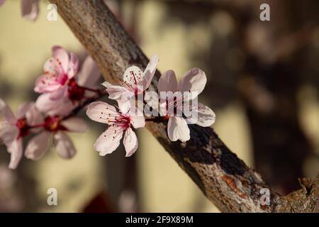 Nahaufnahme der Blüten einer Kirschpflaume, auch Prunus cerasifera oder Kirschpflaume genannt Stockfoto