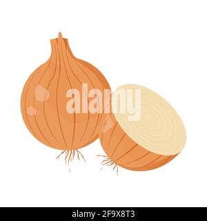 Gelbe Zwiebel. Frische Zutat für das Gericht. Stock Vektor