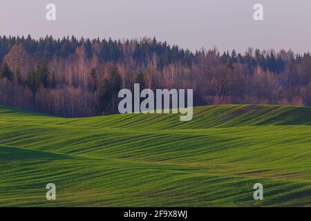 Frühlingslandschaft mit grünen Wellen Hügel, Frühlingsgrün Felder, Litauen Stockfoto