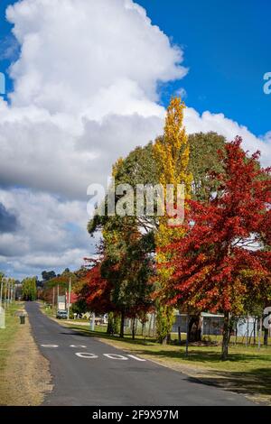 Großer Baum mit rotem und gelbem Herbstlaub am Straßenrand. Ben Lomond, New England Tablelands. NSW Australien Stockfoto