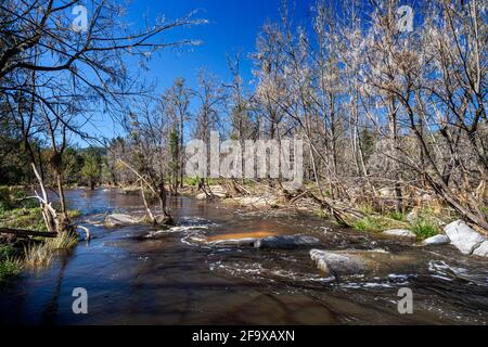 Kaskaden, die nach den jüngsten Regenfällen laufen, Mann River Nature Reserve, Old Grafton Road, NSW Australia Stockfoto