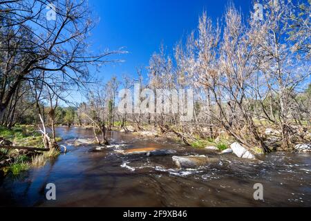 Kaskaden, die nach den jüngsten Regenfällen laufen, Mann River Nature Reserve, Old Grafton Road, NSW Australia Stockfoto