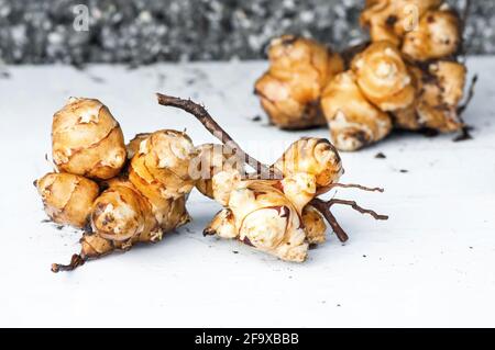 Sehr gesunde und leckere rohe Topinambur-Frucht (auch jüdische oder Jerusalemer Artischocke genannt) auf weißem Hintergrund mit Steinmauer. Stockfoto
