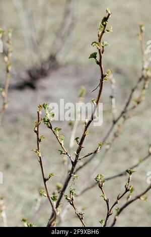 Ein Zweig von Johannisbeeren mit kleinen grünen Blättern an einem Frühlingstag. Nahaufnahme. Stockfoto