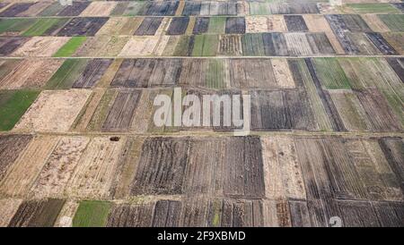 Luftaufnahme auf dem Feld von der Drohne im Frühjahr Stockfoto