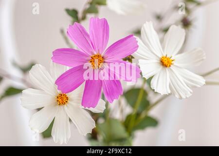 Nahaufnahme von zarten Blumen Kosmos, rosa und weißen Farben, selektive Fokus, natürliche Sommer Hintergrund, Ökologie, florale Tapete. Stockfoto