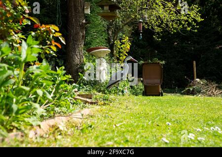 Kunststoff-Köder Reiher Vogel in einem Garten Stockfoto