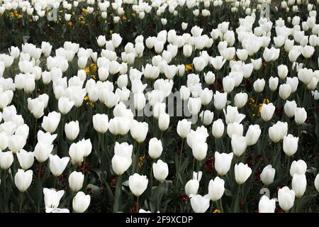 Zarte weiße Tulpen in einem englischen Park in einer formellen Ausstellung von jungfräulichen weißen Blumen Stockfoto