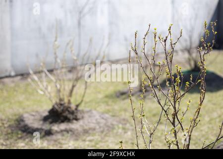 Johannisbeerzweige mit kleinen grünen Blättern im Frühjahr vor dem Hintergrund von Johannisbeerbüschen. Nahaufnahme. Stockfoto