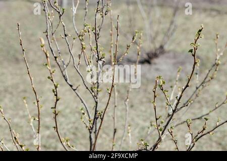 Johannisbeerbusch mit kleinen grünen Blättern an einem Frühlingstag. Ort für Ihren Text. Stockfoto