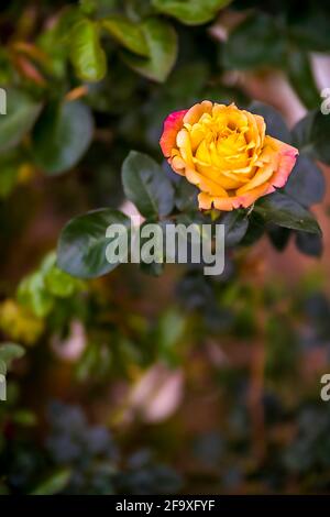 Frühling Natur Hintergrund. Schönes Bild von wilden Kirschbaumblumen und Knospe in selektiver Fokus auf blauen Himmel Hintergrund Nahaufnahme Makro. Stockfoto